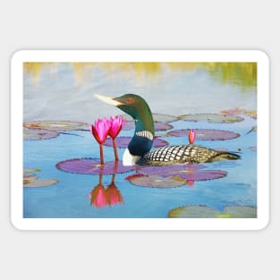 Yellow Billed Loon and Pink Lotus Flowers Sticker